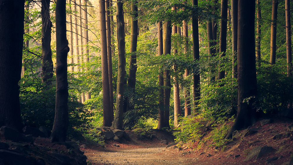 Carbon Offsetting