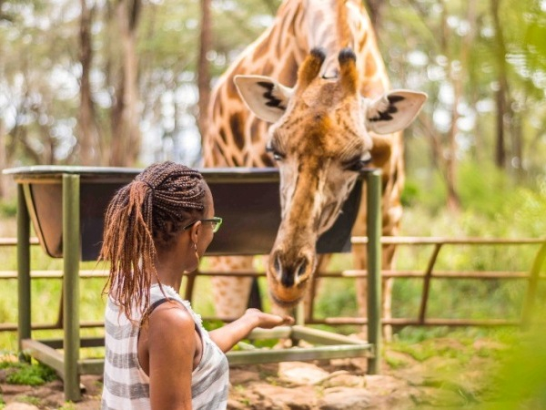 Langata Giraffe Centre - Kenya